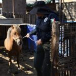 Rescatan a pony víctima de presunto maltrato; será llevado al Club Hípico de Tijuana