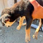 Fiscalía Rescata Cuatro Perros Víctimas de Presunto Maltrato Animal