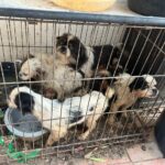 Aseguran a cuatro perros desnutridos y lesionados en Verona Residencial